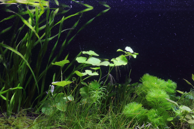 植栽から13日目(トリミング後)　アマゾンチドメグサ